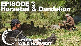 Survivorman | Les Stroud's Wild Harvest | Season 1 | Episode 3 | Horsetail & Dandelion