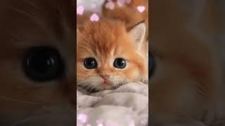 이쁜이. 우리 순희. So Adorable Kittens. https://www.youtube.com/watch?v=QrMoQYcRLY0