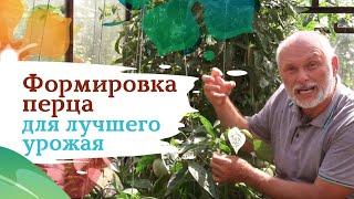 Как формировать перец правильно?
