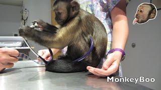 Monkey Vet Visit!