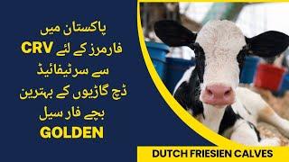 CRV Certified Dutch Friesien Calves for sale