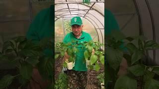 Урожай перца порадует, если знаете эти секреты! Как высаживать перцы