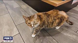 NYC says yes to bodega cats