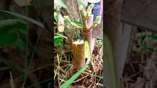 Best fig plant grafting techniques for fig tree #fig #satisfying #grafting #tree #shortsfeed