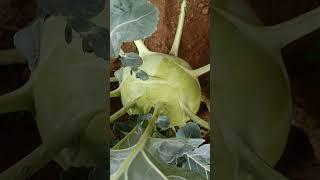 Turnips Cabbage (Kohlrabi)#triviavlog #shortsvideo #shortvideo #turnips