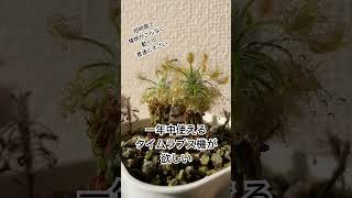 食虫植物　モウセンゴケ　スコルピオイデスの捕虫シーン ピグミードロセラ#carnivorousplant #食虫植物 #モウセンゴケ