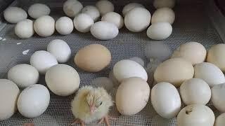 Causes of Bad Hatching Results in incubators |  incubator Guide lines | Low Hatching Ratio