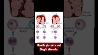 #two types of twins pregnancy #single and double placenta and baby development