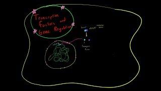 How Transcription Factors Regulate Gene Expression Genetics MCAT