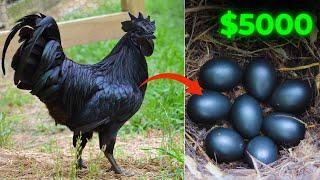 10 Most Expensive Chicken Breeds In The World