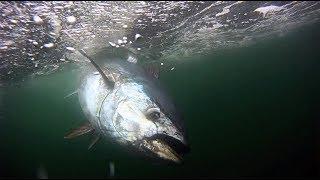 Harvesting a 400-Pound Bluefin Tuna at Prince Edward Island, Canada | S10 E10