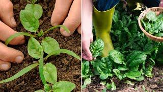 Spinach growing guide. From sowing to harvest, complete cycle step by step