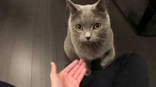 ハイタッチ求められたから猫パンチしておくブリティッシュショートヘア High Touch Cat