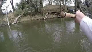 Murray cod on surface murrumbidgee river