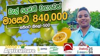 වැල් දොඩම් වගාවෙන් මාසෙට 840,000 | Smart Agriculture | Ep 04 | 2024 10 20