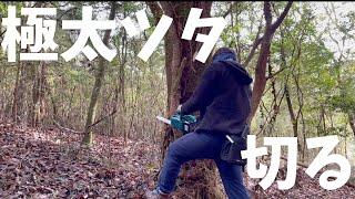 木に絡みつく極太キヅタを伐採します。【廃墟再生】