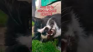 #catlover #cat #music #funny #funnycats #cats #catvideos #love #catshorts #animals catube