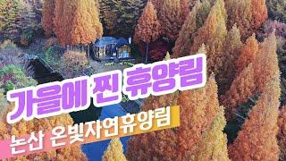 [4K] 드라마 촬영지 탐방: 온빛자연휴양림의 가을 풍경