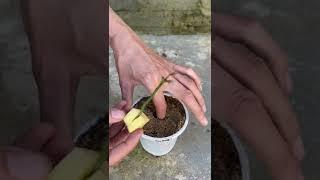 How to propagate rose branches with potatoes