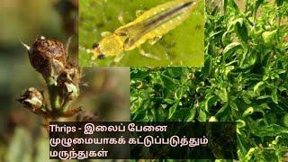 Thrips - இலைப்பேன் மற்றும் வால்ப்பேனை நிரந்தரமாகக் கட்டுப்படுத்தும் மருந்துகள்/Thendral Agri clinic