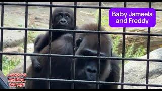 Baby Gorilla - Jameela #30 and Kayembe       #gorillas