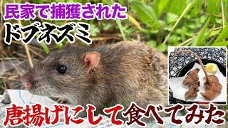 民家で捕獲されたドブネズミ、唐揚げにして食べてみた