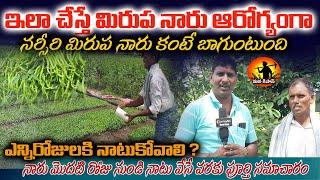 మిరప నారు పోసుకునే విధానం |Mirupa Naru Pempakam | Mirchi Naru |  Chilli Naru Pempakam |Mana Kisan Tv