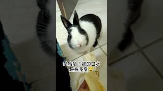 人生第一次看到兔子有這個嫌棄的動作#rabbit #道奇兔 #陪伴孩子的美好时光 #吃播