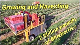 Blueberry farming: Harvesting 2 million pounds a year.