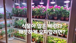 식물이 있는 베란다 깨끗하게 유지할려면 l 제라늄 키우기 l