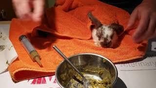 Tips for syringe feeding Oxbow Critical Care diet to a small rabbit w/ Dr. Kline