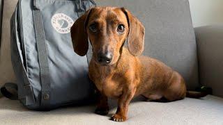 Mini dachshund: What's in my bag?