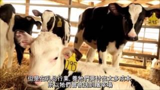 為什麼純素者不吃雞蛋和乳製品? Why Don't Vegans Eat Eggs or Dairy Products?