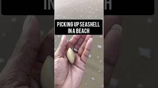 seashell in beach #shorts #seashellhunting