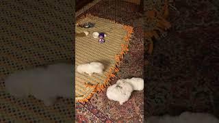 Bichon Frise Puppies playing out of enclosure.  43 days old