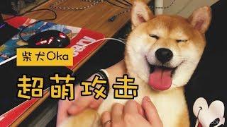 【柴犬Oka】这只超级萌的柴犬，融化铲屎官的心！【 Shiba Inu Canada】The Cuttest Shiba Inu