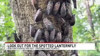 NY Department of Agriculture asks for help fighting the spotted lanternfly