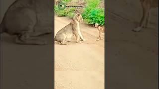 Brave Dog Stands Up to Lion to Protect Its Territory!