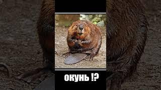 Встретил Окуня ! или Бобра !? #Shorts