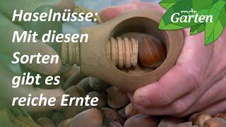 Haselnusssorten für eine gute Ernte | MDR Garten