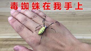 terrible! A "poisonous" spider crawled onto my hand! 【Correct Idea Lab】