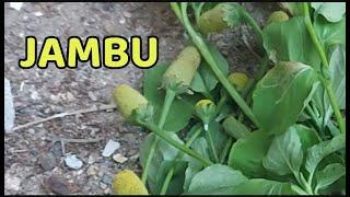 Plantando JAMBU Primeira PLANTA da Minha HORTA | Dormência e Refrescante