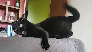 Funny Cats Videos 2024  Funny Cat Videos − Funny Cats