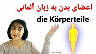 اعضای بدن به زبان آلمانی | die Körperteile