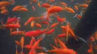 Berry Ring Aquatics - Red Comets