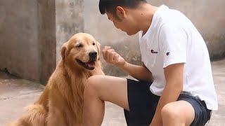 Luhu：The happiest thing is playing with my family. #dog #pets #vlog