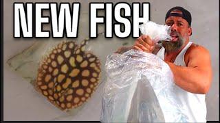 THIS TROPICAL FISH UNBOXING HAS EVERYTHING - FROM AMAZING RAYS TO FISH WE NEVER BROUGHT IN BEFORE.