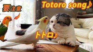 猫にトトロを歌うオカメインコ Cockatiel singing Totoro-song to cat.【マンチカン】【オカメインコ】【シロハラインコ】