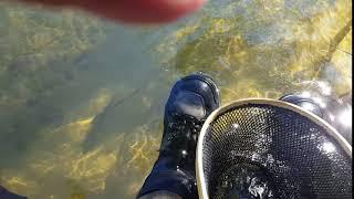 Dick Ruesenberg in Colorado, Here Fishy, Fishy