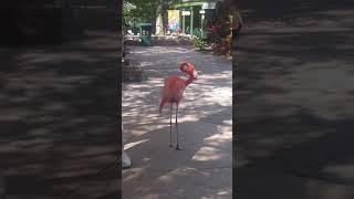 Strange flamingo behaviour?